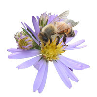Interdependent Health Profile Photo