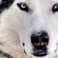@TomShallen's avatar
